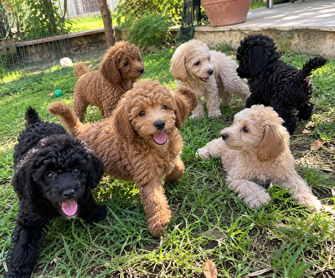 A litter of poodle puppies playing together in a garden